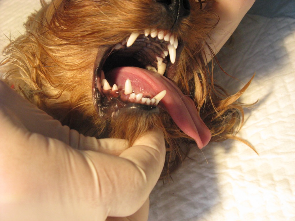 Зубы у йоркширского терьера Дуси после чистки ультразвуковым скайлером