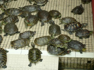 Красноухие черепахи, живут в зоопарке Сингапура