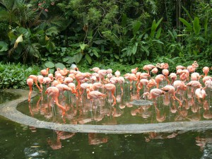 Розовый фламинго, зоопарк Сингапура