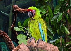 Попугай Ара, зоопарк Сингапура